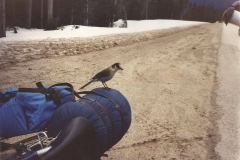 Feathered-Hitchhiker-WA