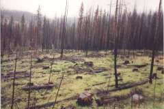 Forest-Fire-remnants-WA