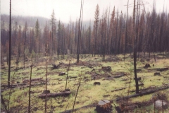More-forest-fire-damage-WA